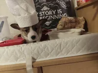 Timon, a female Pembroke Welsh Corgi for sale in Saint John, WA – 7 of 10