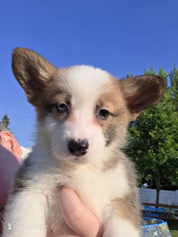 Rafiki – Pembroke Welsh Corgi puppy for sale in Saint John, WA