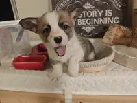 Kiara, a female Pembroke Welsh Corgi for sale in Saint John, WA – 10 of 10
