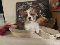Timon, a female Pembroke Welsh Corgi for sale in Saint John, WA – 10 of 10