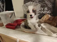 Rafiki, a female Pembroke Welsh Corgi for sale in Saint John, WA – 4 of 10