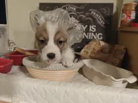 Timon, a female Pembroke Welsh Corgi for sale in Saint John, WA – 4 of 10