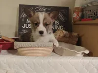 Timon, a female Pembroke Welsh Corgi for sale in Saint John, WA – 9 of 10