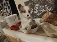 Rafiki, a female Pembroke Welsh Corgi for sale in Saint John, WA – 6 of 10