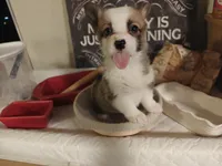 Rafiki, a female Pembroke Welsh Corgi for sale in Saint John, WA – 3 of 10