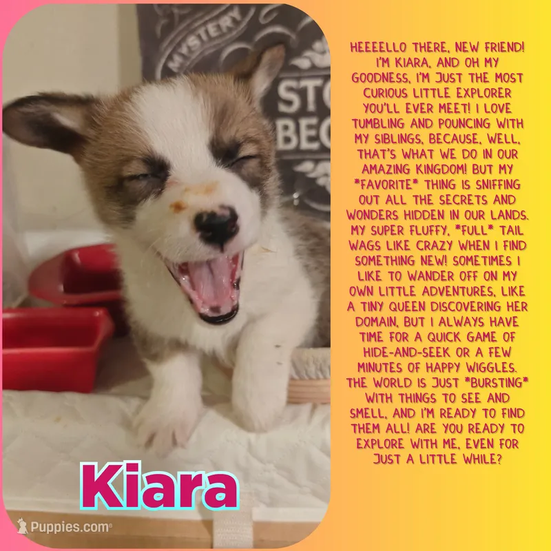Kiara – Pembroke Welsh Corgi puppy for sale in Saint John, WA