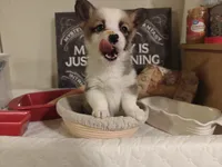 Rafiki, a female Pembroke Welsh Corgi for sale in Saint John, WA – 8 of 10