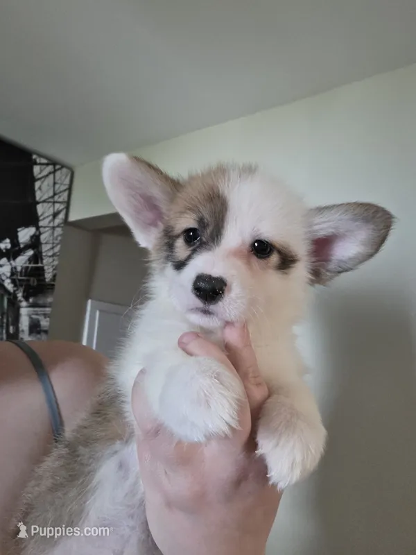 Shenzi – Pembroke Welsh Corgi puppy for sale in Saint John, WA