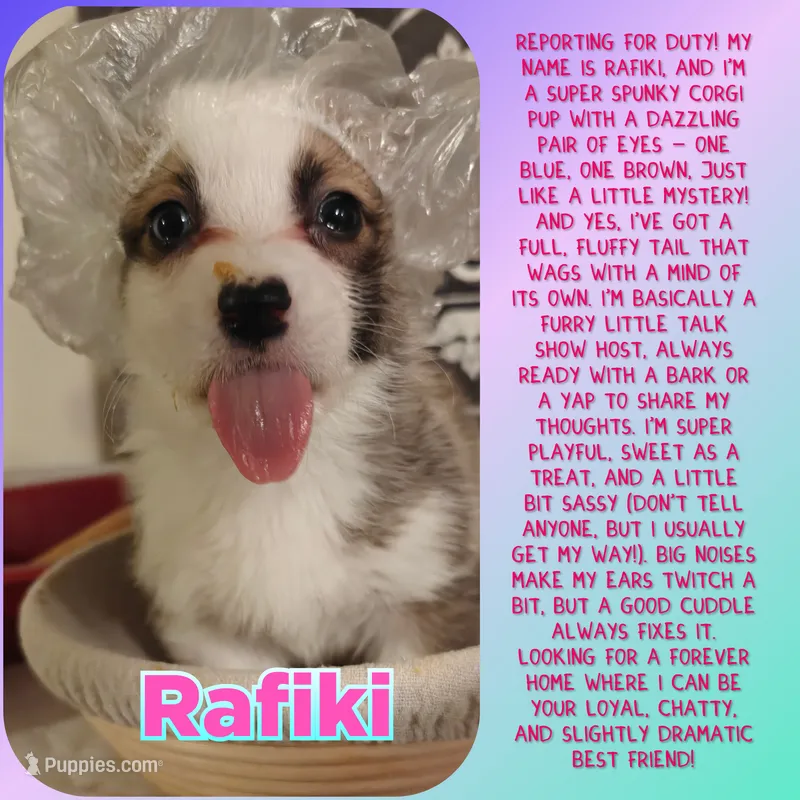 Rafiki – Pembroke Welsh Corgi puppy for sale in Saint John, WA