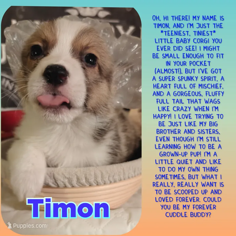 Timon – Pembroke Welsh Corgi puppy for sale in Saint John, WA