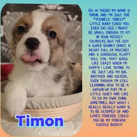 Timon, a female Pembroke Welsh Corgi for sale in Saint John, WA – 1 of 10