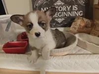 Kiara, a female Pembroke Welsh Corgi for sale in Saint John, WA – 6 of 10