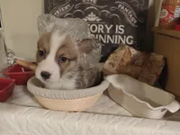 Timon, a female Pembroke Welsh Corgi for sale in Saint John, WA – 6 of 10