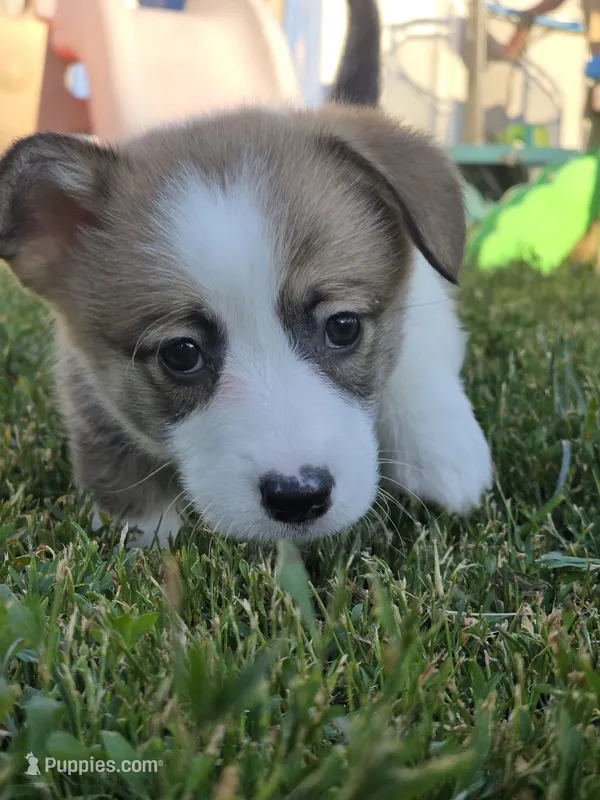 Kiara – Pembroke Welsh Corgi puppy for sale in Saint John, WA