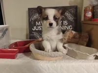 Rafiki, a female Pembroke Welsh Corgi for sale in Saint John, WA – 10 of 10