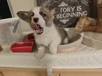 Kiara, a female Pembroke Welsh Corgi for sale in Saint John, WA – 2 of 10