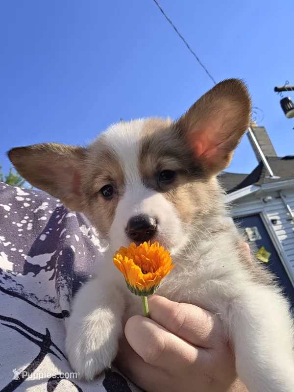 Timon – Pembroke Welsh Corgi puppy for sale in Saint John, WA