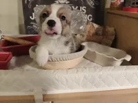 Timon, a female Pembroke Welsh Corgi for sale in Saint John, WA – 5 of 10