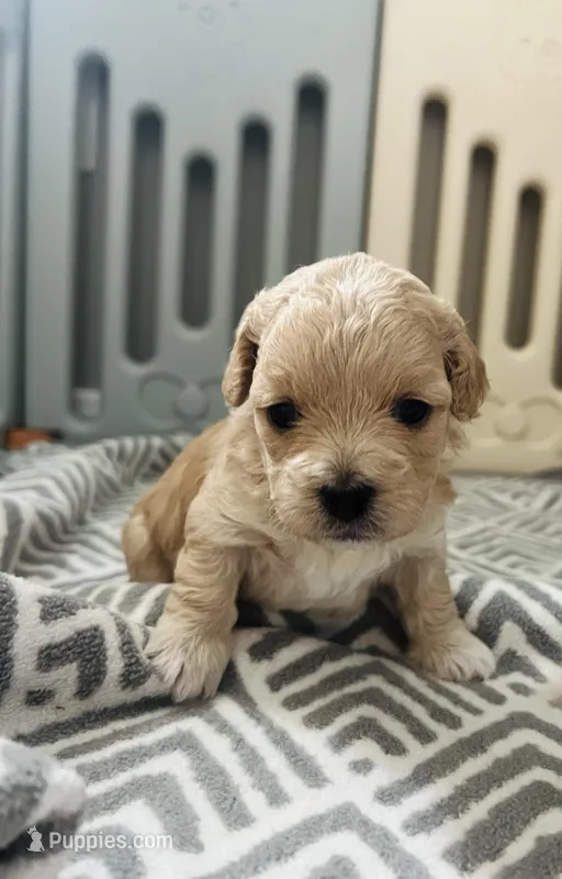 Baby girl 4 – Poodle - Toy  puppy for sale in Avondale, AZ