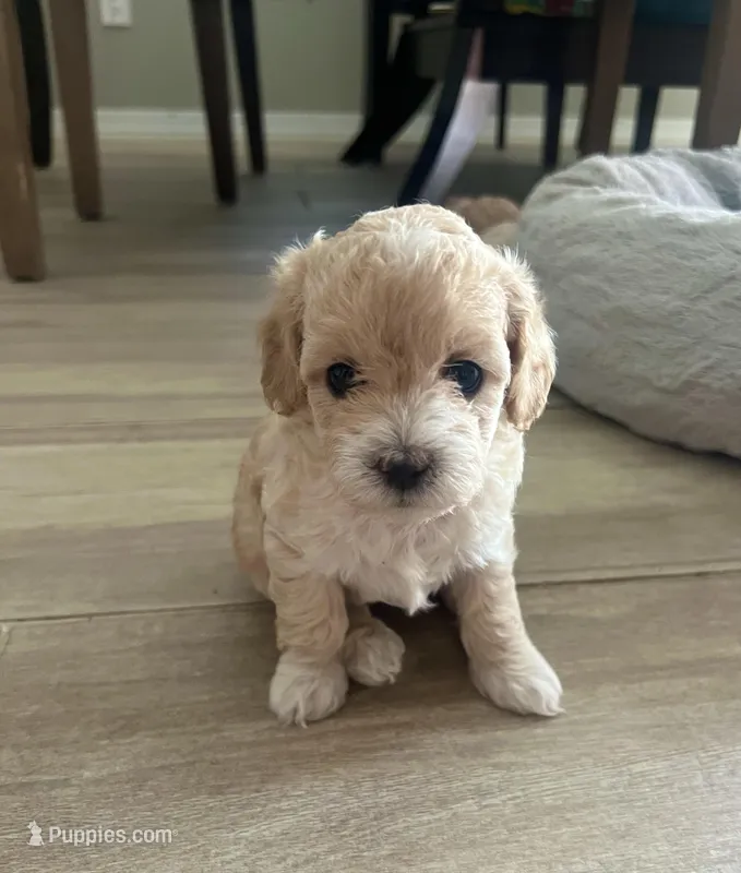 Baby girl 4 – Poodle - Toy  puppy for sale in Avondale, AZ