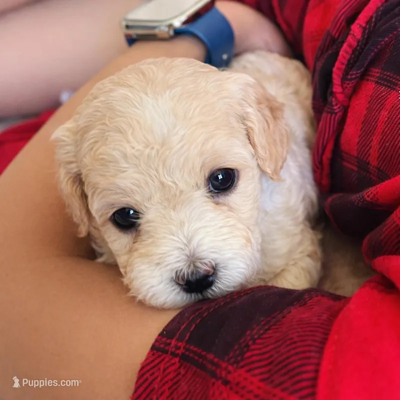 Baby girl 4 – Poodle - Toy  puppy for sale in Avondale, AZ