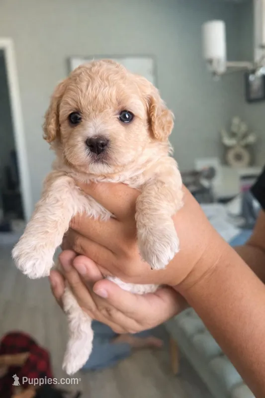 Baby girl 2 – Poodle - Toy  puppy for sale in Avondale, AZ