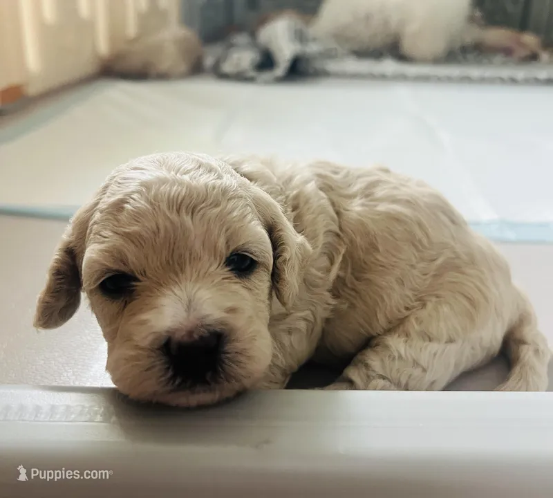 Baby girl 2 – Poodle - Toy  puppy for sale in Avondale, AZ