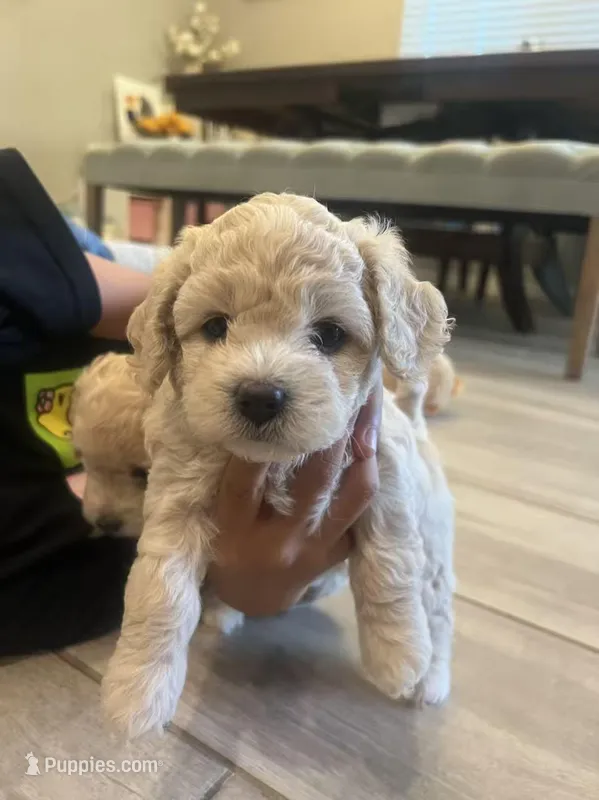 Baby girl 2 – Poodle - Toy  puppy for sale in Avondale, AZ