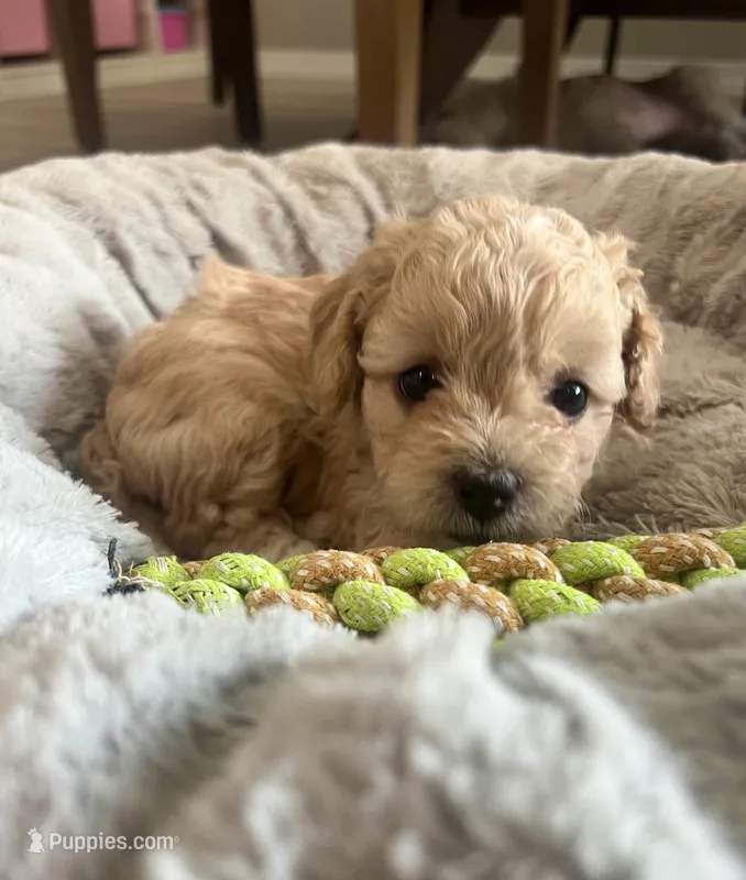 Baby boy – Poodle - Toy  puppy for sale in Avondale, AZ
