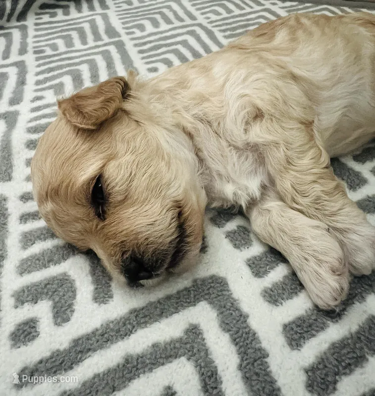 Baby boy – Poodle - Toy  puppy for sale in Avondale, AZ