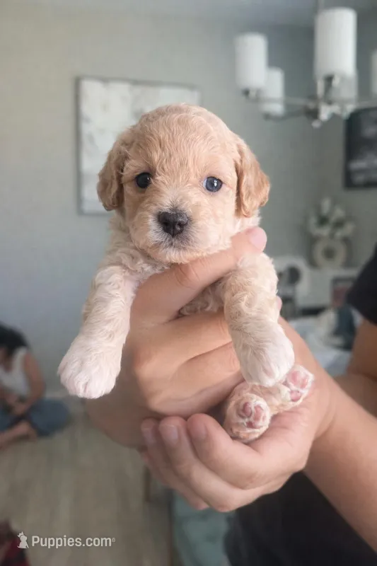 Baby boy – Poodle - Toy  puppy for sale in Avondale, AZ