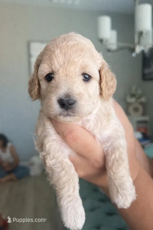 Baby girl 1 – Poodle - Toy  puppy for sale in Avondale, AZ
