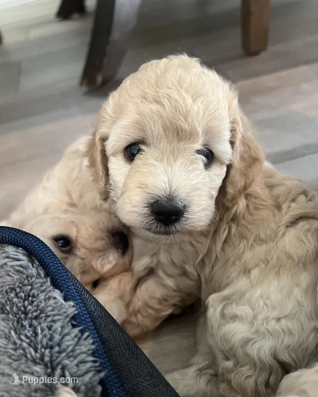 Baby girl 1 – Poodle - Toy  puppy for sale in Avondale, AZ