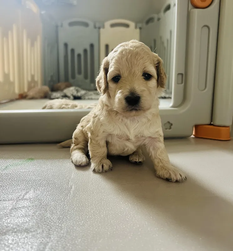 Baby girl 1 – Poodle - Toy  puppy for sale in Avondale, AZ