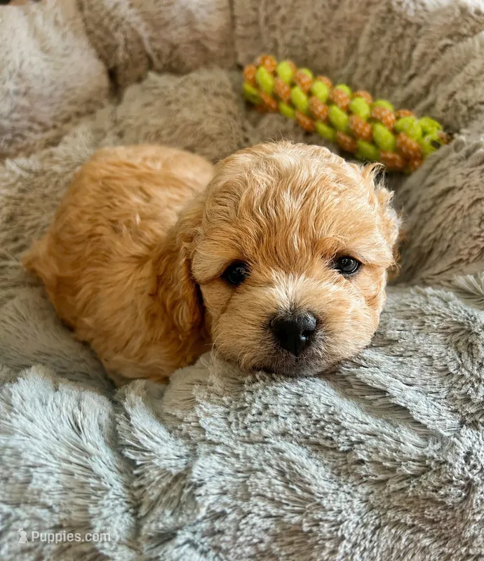 Baby girl 3 – Poodle - Toy  puppy for sale in Avondale, AZ