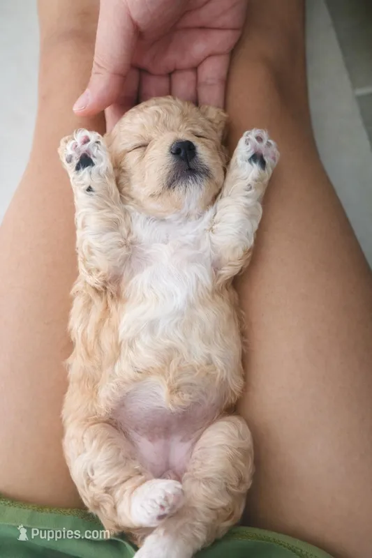 Baby girl 3 – Poodle - Toy  puppy for sale in Avondale, AZ