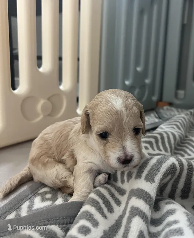 Baby girl 3 – Poodle - Toy  puppy for sale in Avondale, AZ