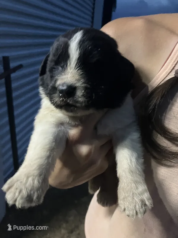 Benny – Newfoundland puppy for sale in Carr, CO