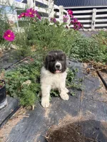 Bear, a male Newfoundland for sale in Carr, CO – 2 of 10