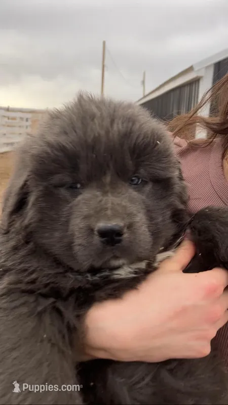 Sky – Newfoundland puppy for sale in Carr, CO