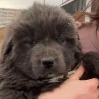 Sky, a female Newfoundland for sale in Carr, CO – Photo 1 of 4