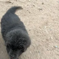 Sky, a female Newfoundland for sale in Carr, CO – Photo 2 of 4