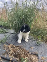 Bobby, a male Newfoundland for sale in Carr, CO – 3 of 10