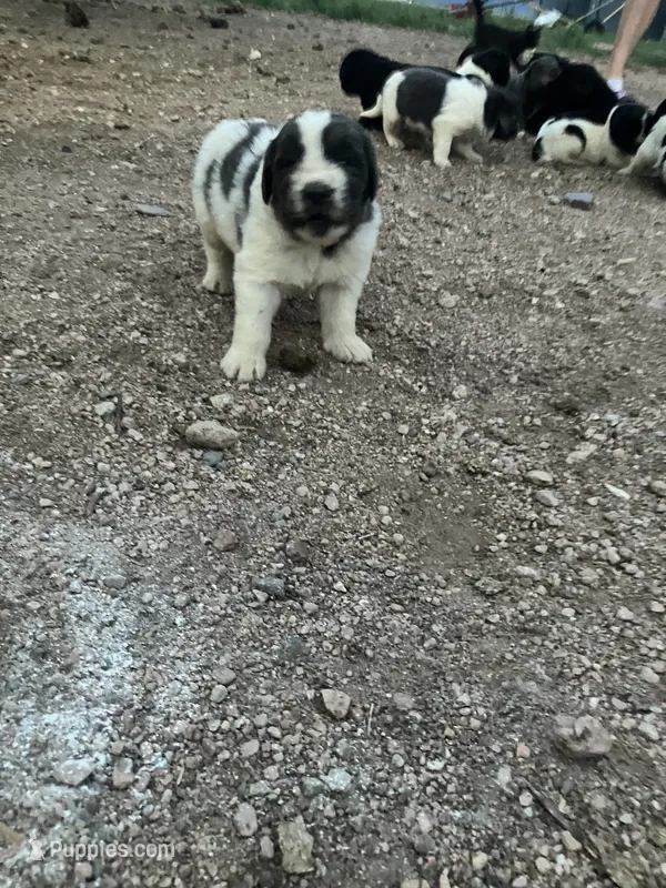 Teddy – Newfoundland puppy for sale in Carr, CO