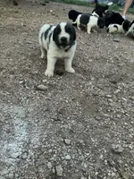 Teddy, a male Newfoundland for sale in Carr, CO – 1 of 6