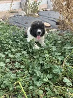 Bear, a male Newfoundland for sale in Carr, CO – 6 of 10