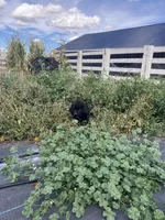 Tony , a male Newfoundland for sale in Carr, CO – 2 of 8