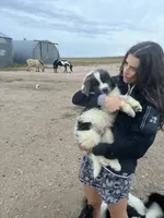 Teddy, a male Newfoundland for sale in Carr, CO – 10 of 10