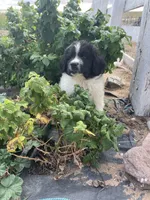 Benny, a male Newfoundland for sale in Carr, CO – 2 of 9