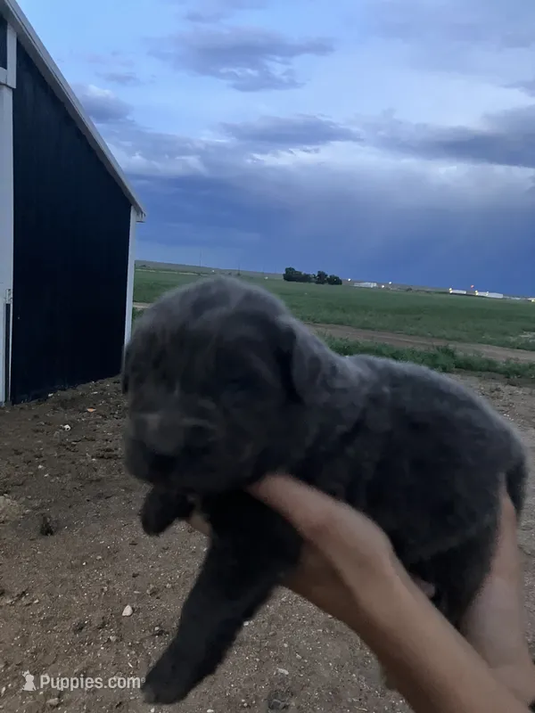 Sylvia  – Newfoundland puppy for sale in Carr, CO